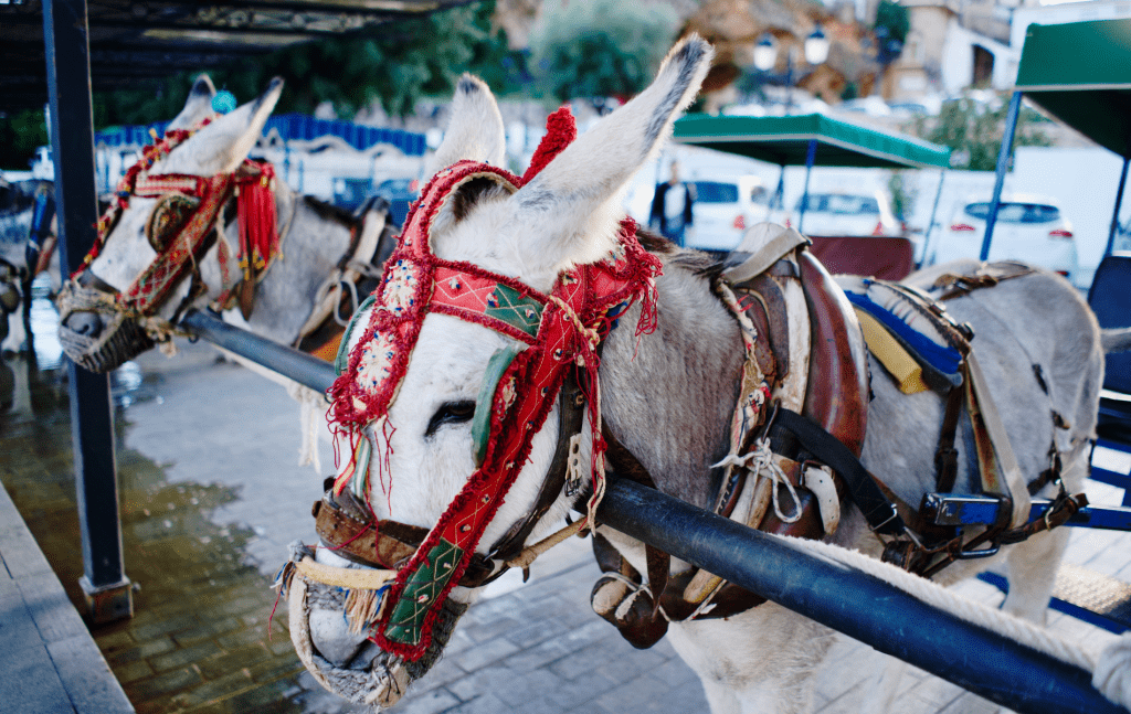 donkey taxi mijas